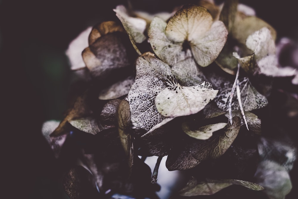 close-up photography of brown and gray petaled flowers