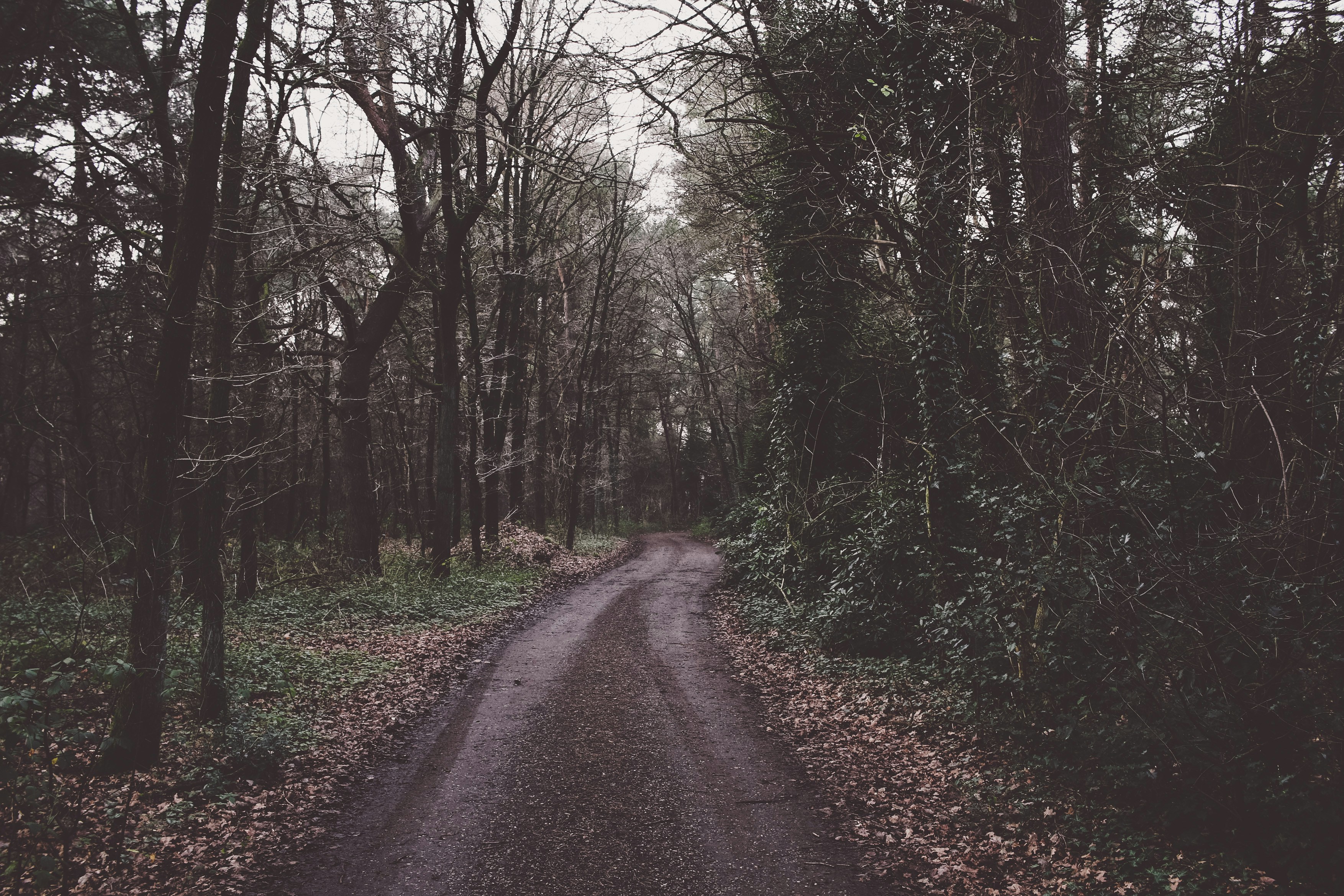 Dark Woods Pictures | Download Free Images on Unsplash