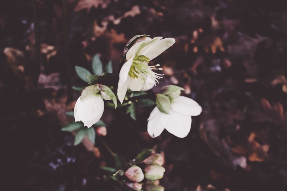 white petaled flowers in close-up photography