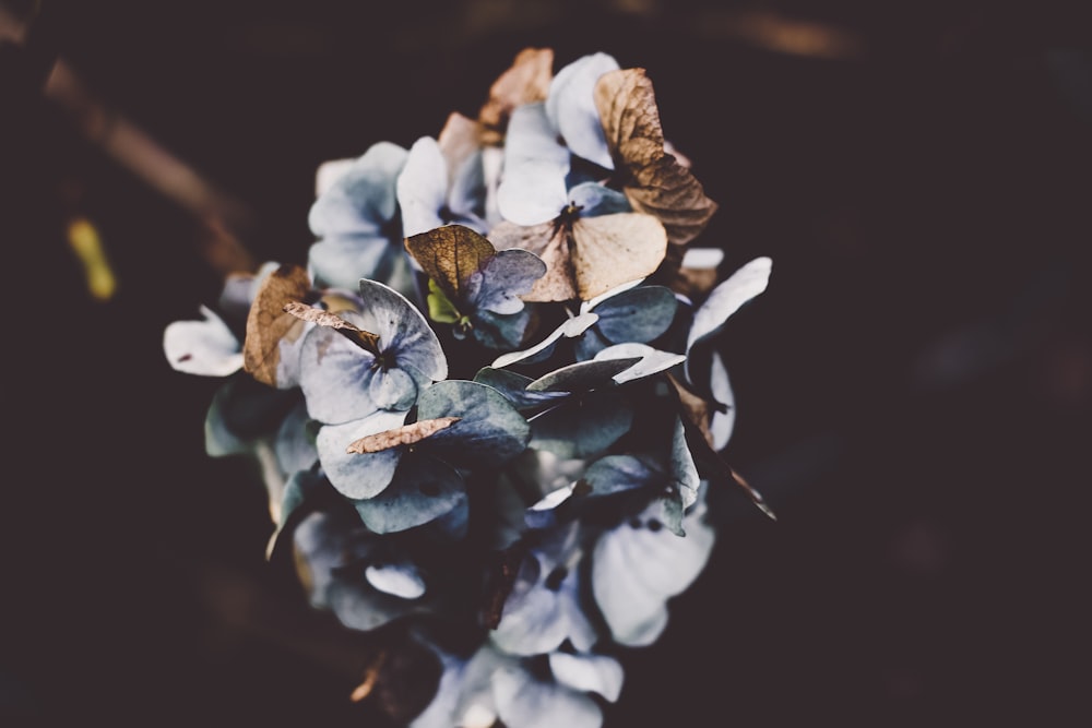 Fotografía de enfoque selectivo de flor de pétalos grises
