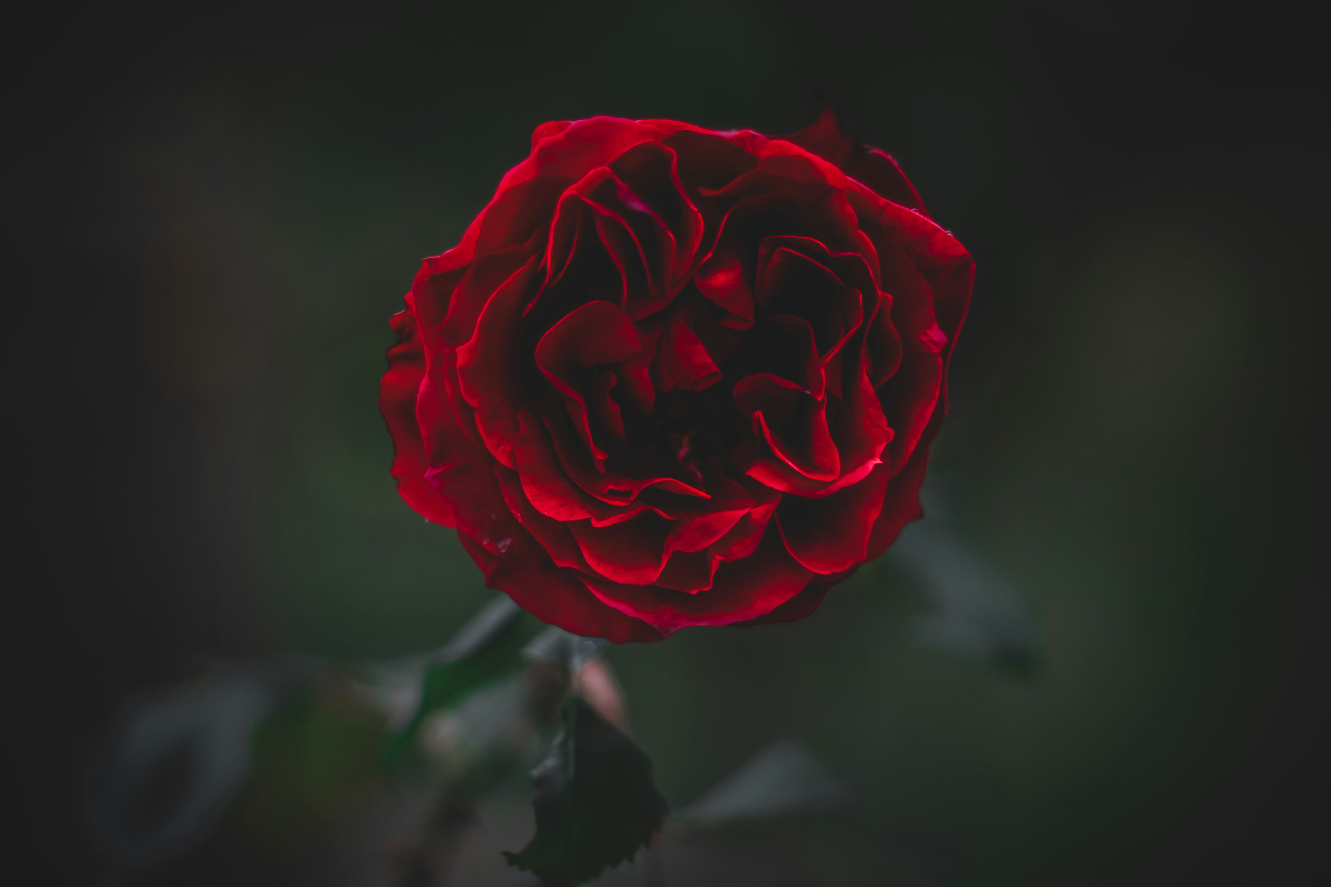 red rose