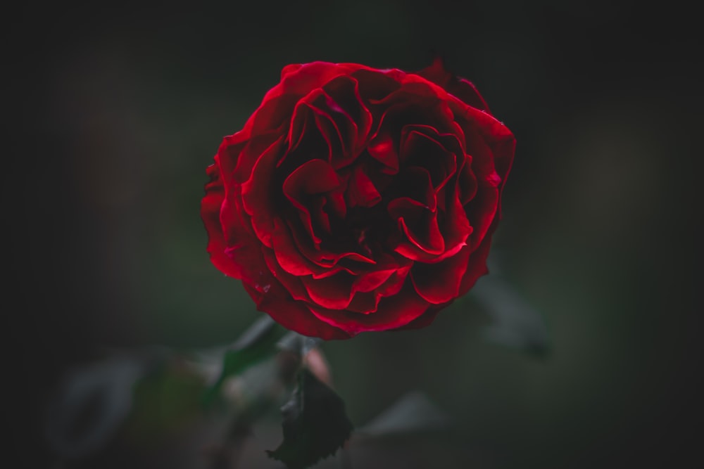 red rose