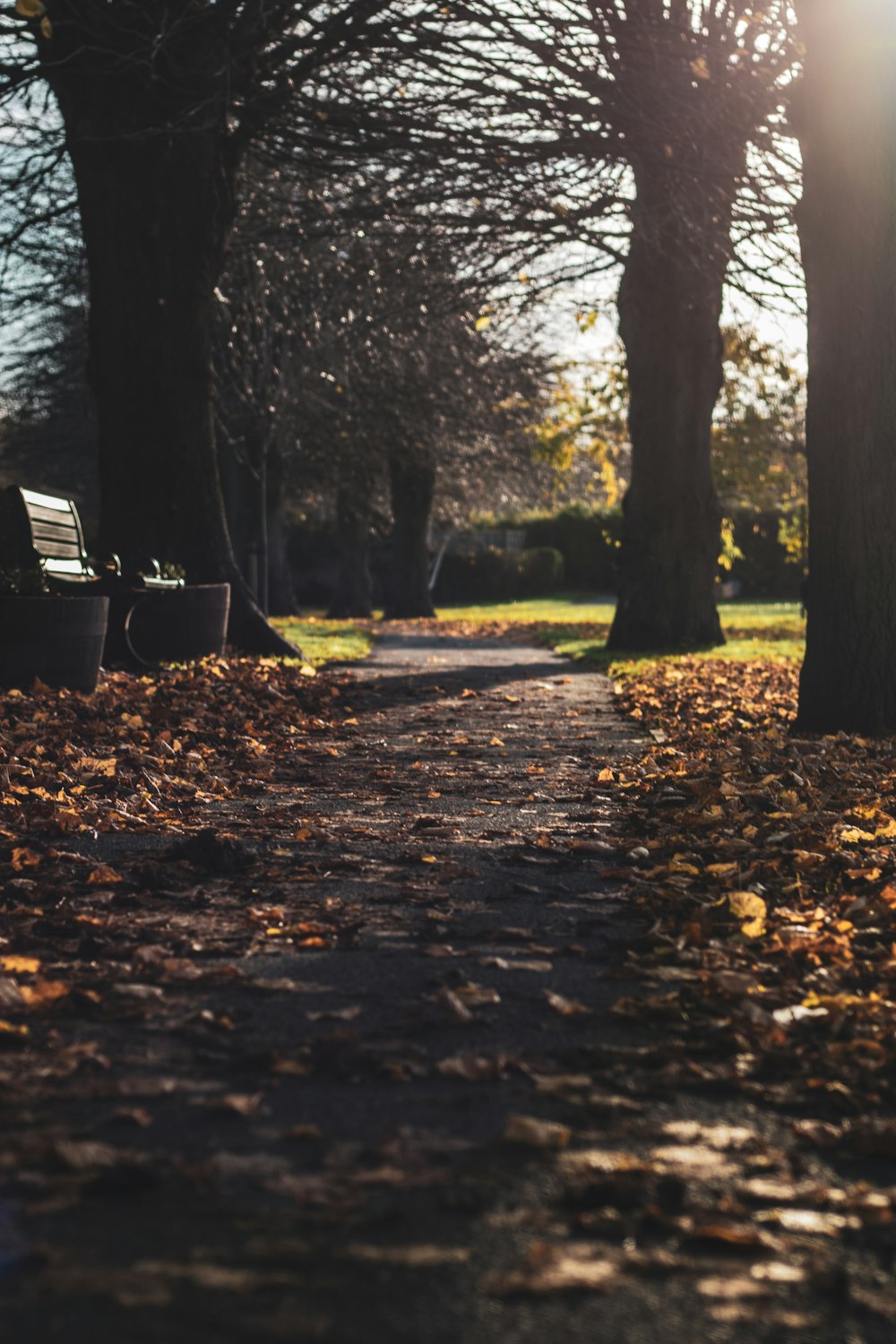 leaves on pathway beside bench