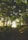 person standing in woods