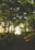 person standing in woods