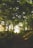 person standing in woods