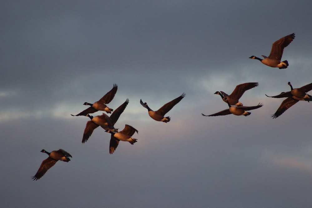 flight of brow birds