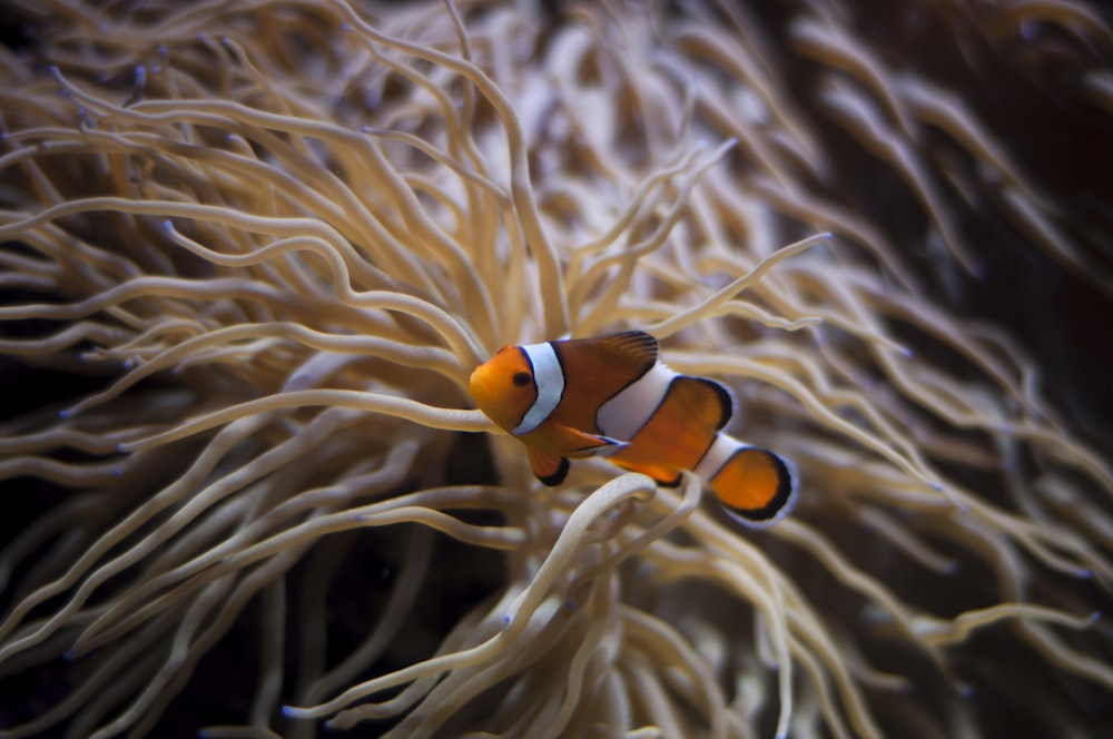 underwater photography of clown fish