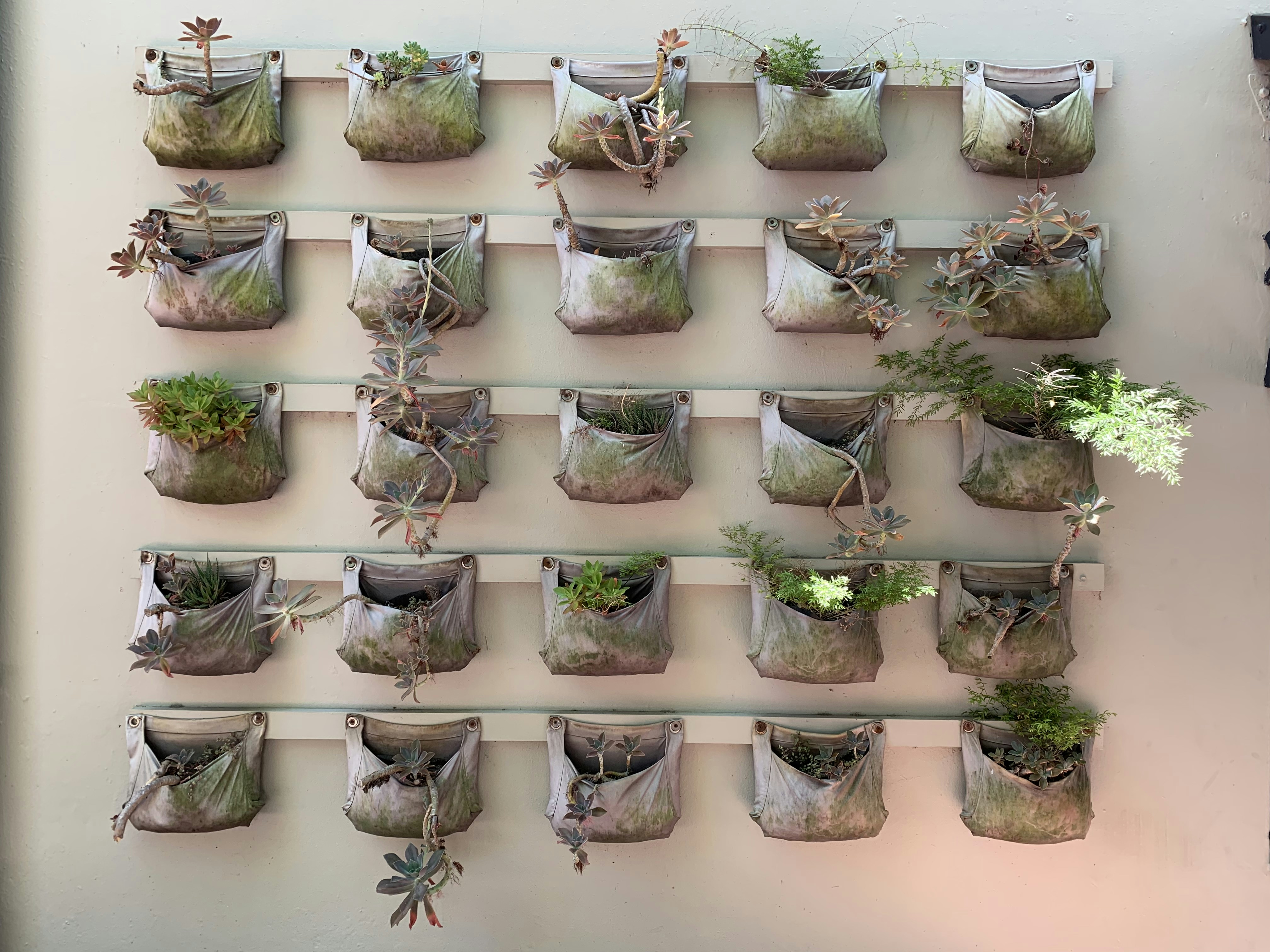 Best herbs to grow indoors - creative solution for limited space