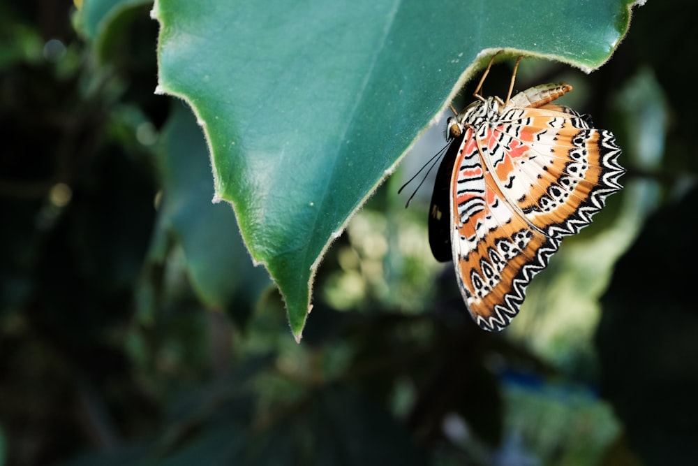 borboleta de cauda-de-andorinha-de-tigre empoleirada na folha verde em fotografia de perto durante o dia