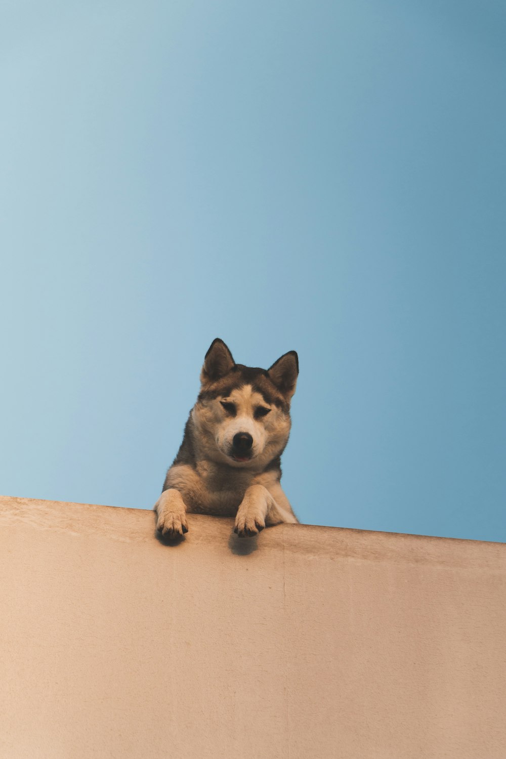 Siberian Husky leaning on brown pavement