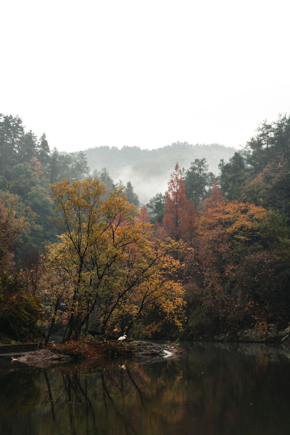 yellow trees near body of water