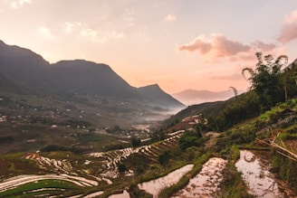 Terraced rice fields glowing golden at sunset with a silhouette of a traveler admiring the view.