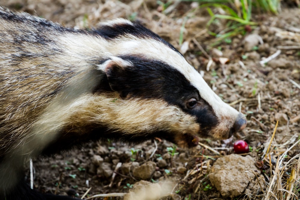 close-up photography of white and black animal