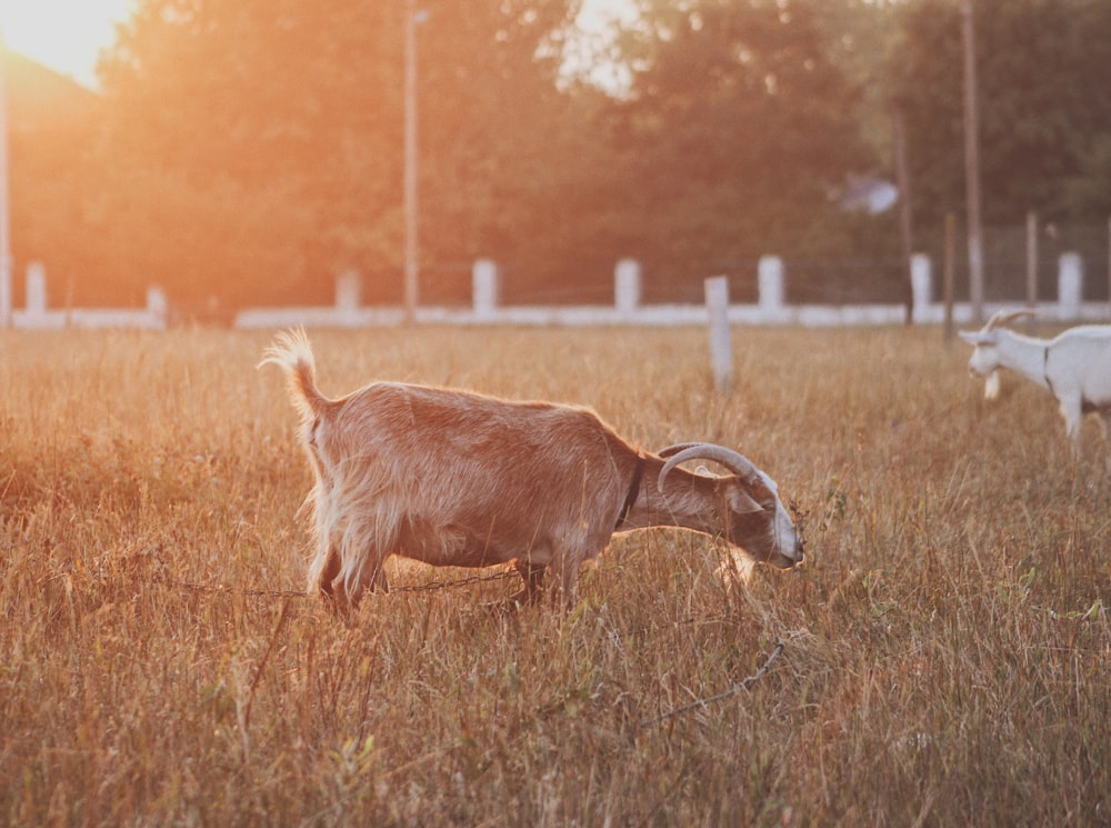 brown goat on lawn