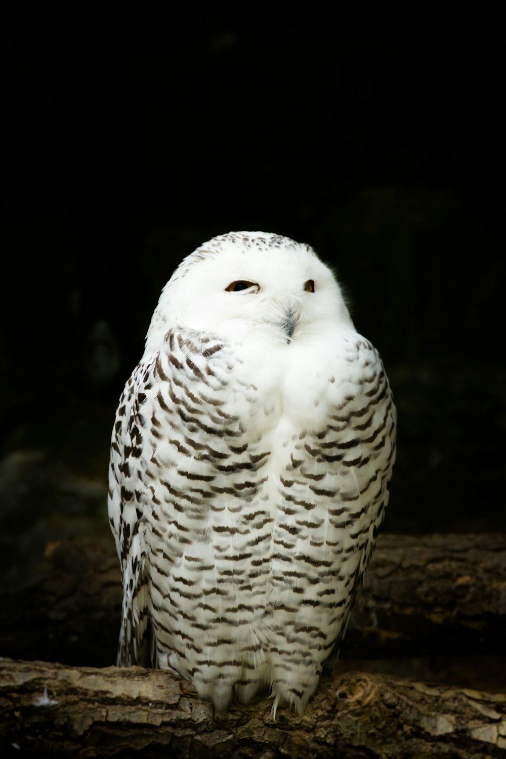 white owl