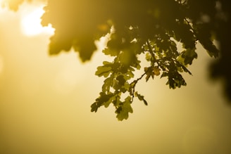 Sunlight filtering softly through leaves of walnut trees.