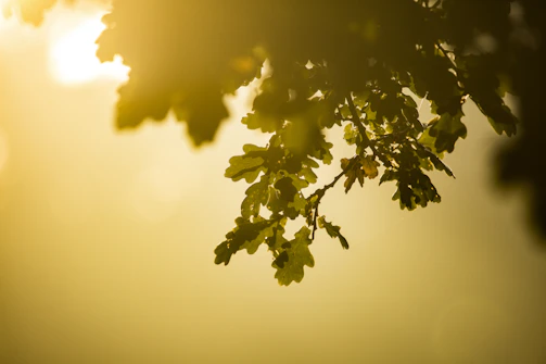 Sunlight filtering through oak trees over a peaceful outdoor worship gathering.
