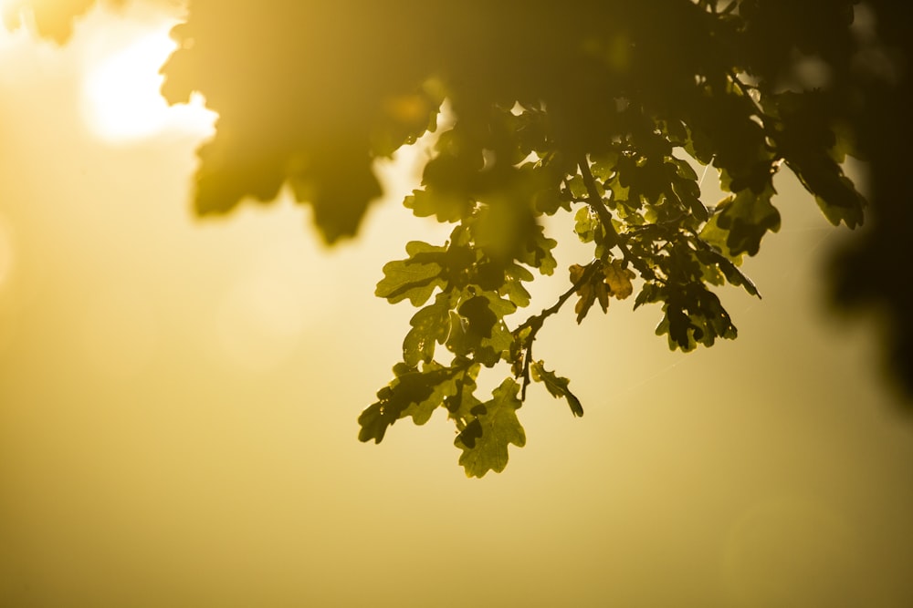 green leafed tree