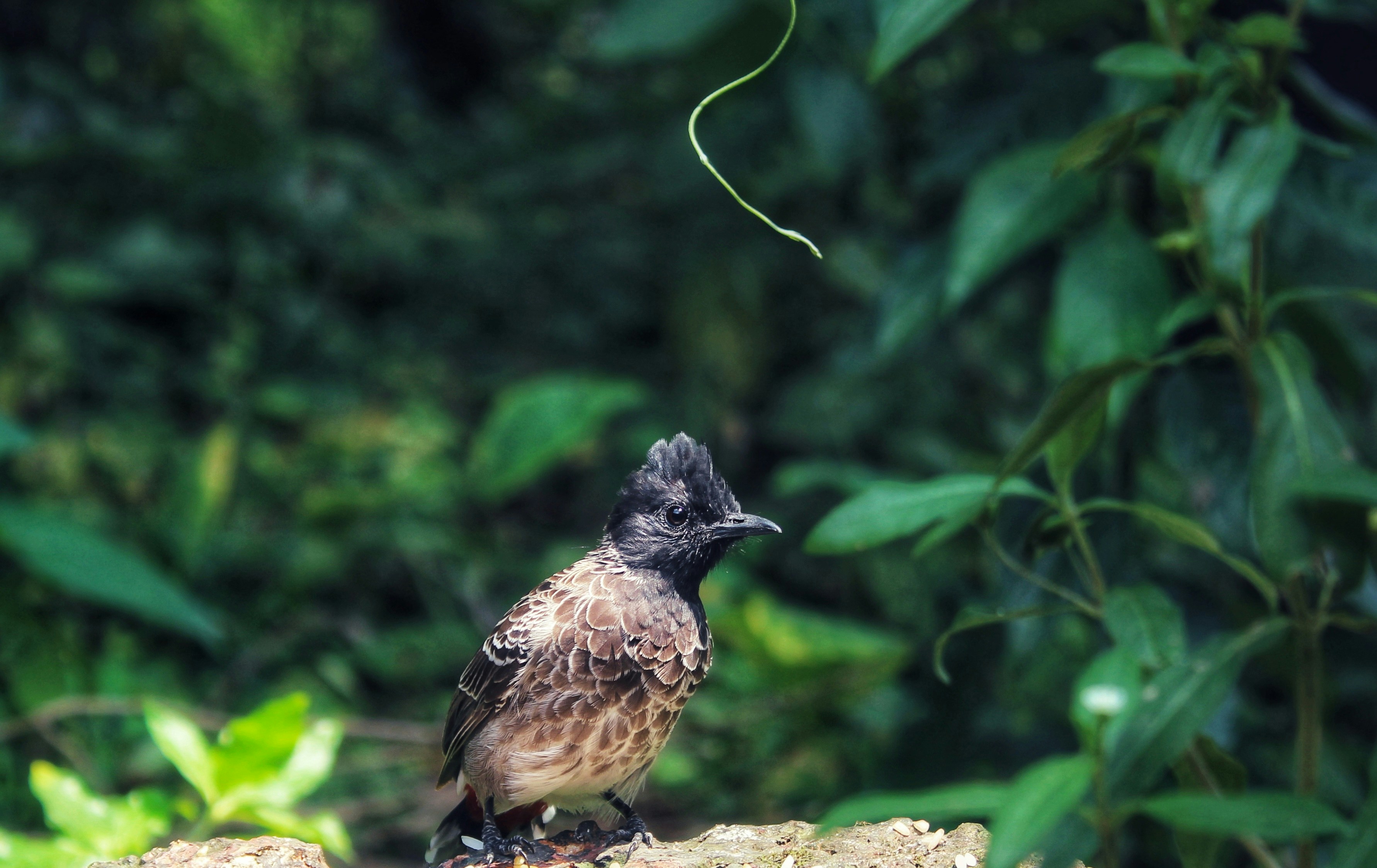 Photo by ramprasad1991