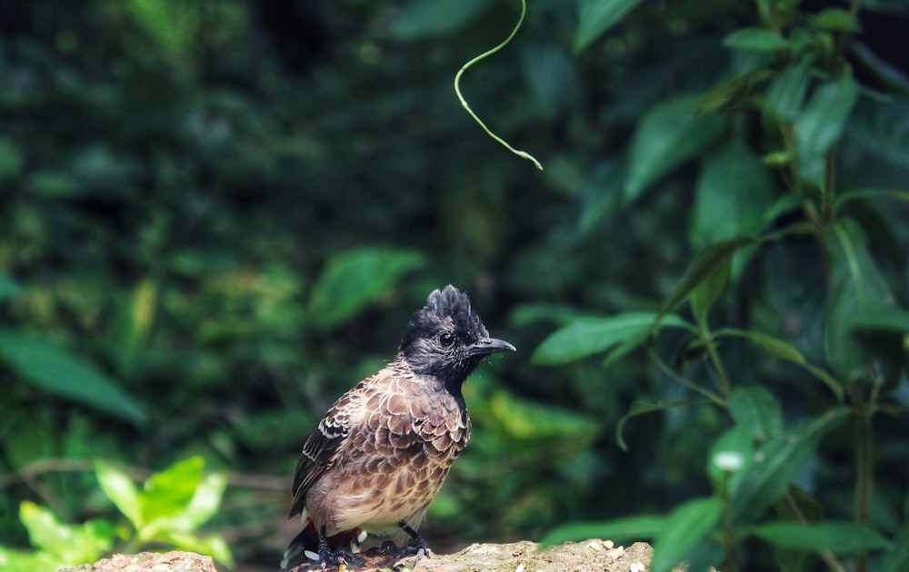 brown and black bird