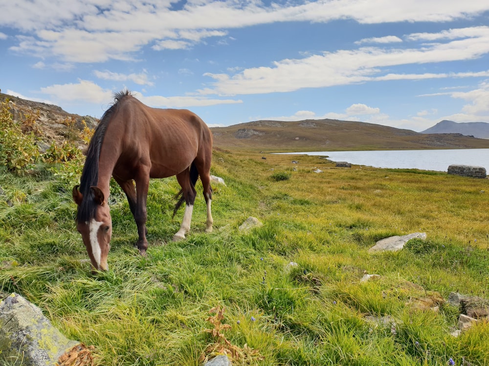 brown horse on green grass field