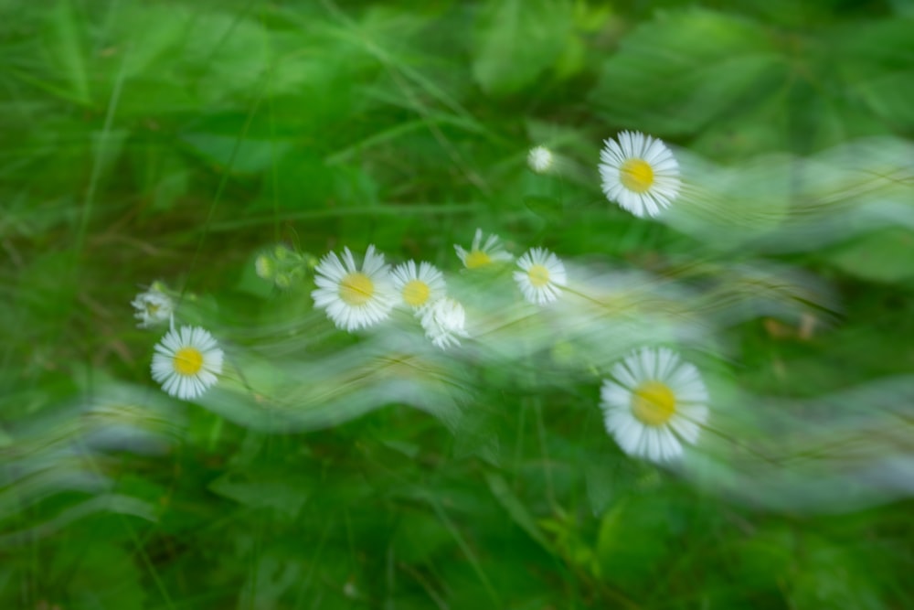 white petaled flowers