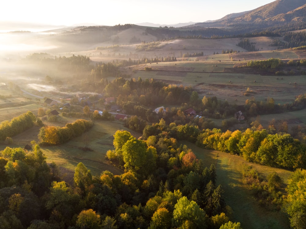 aerial photo of forest