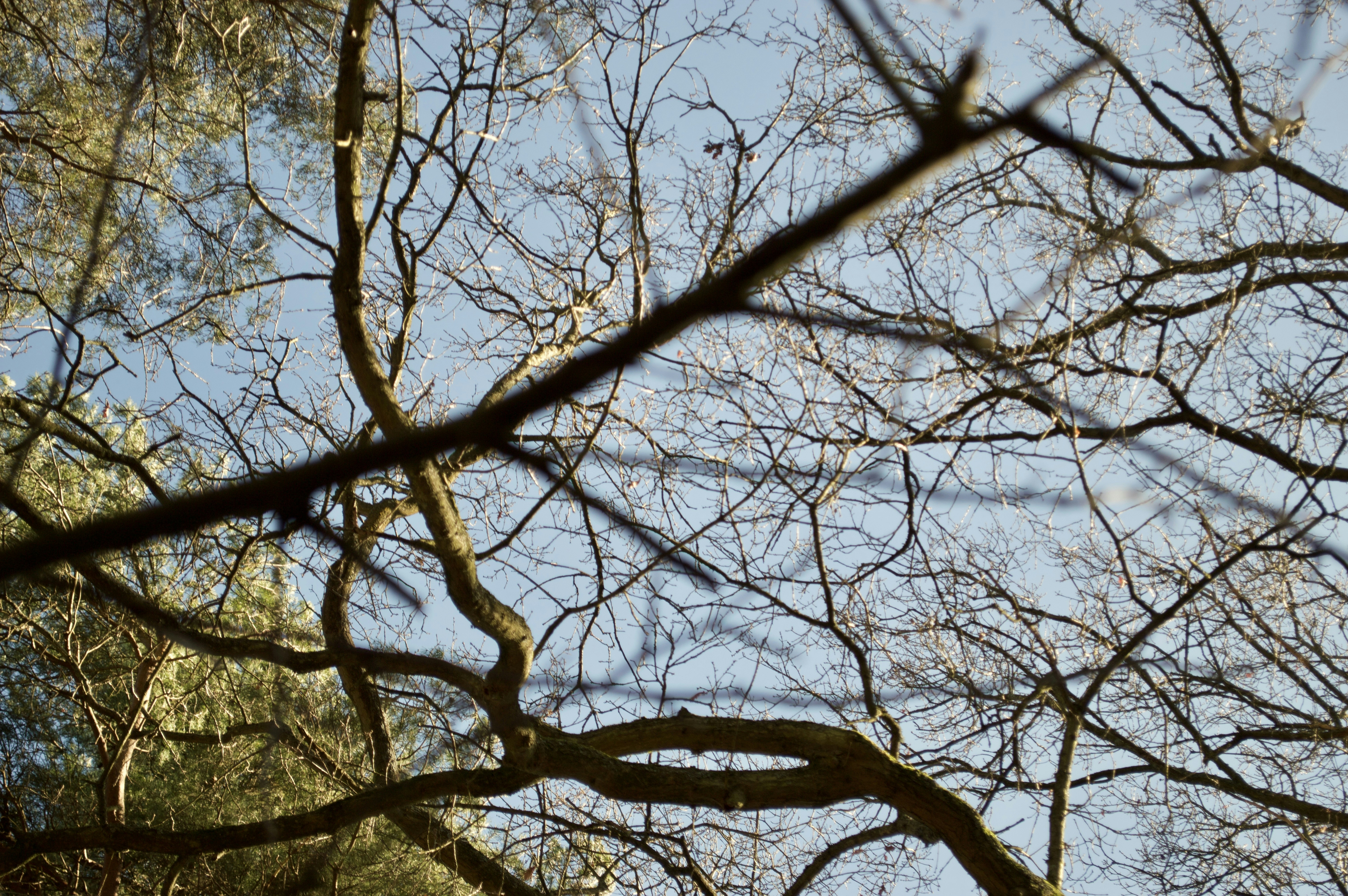 Ветвь ясеня. Осина дерево. Тополь дерево зимой ветка. Как выглядят ветки деревьев. Как выглядят ветки деревьев.