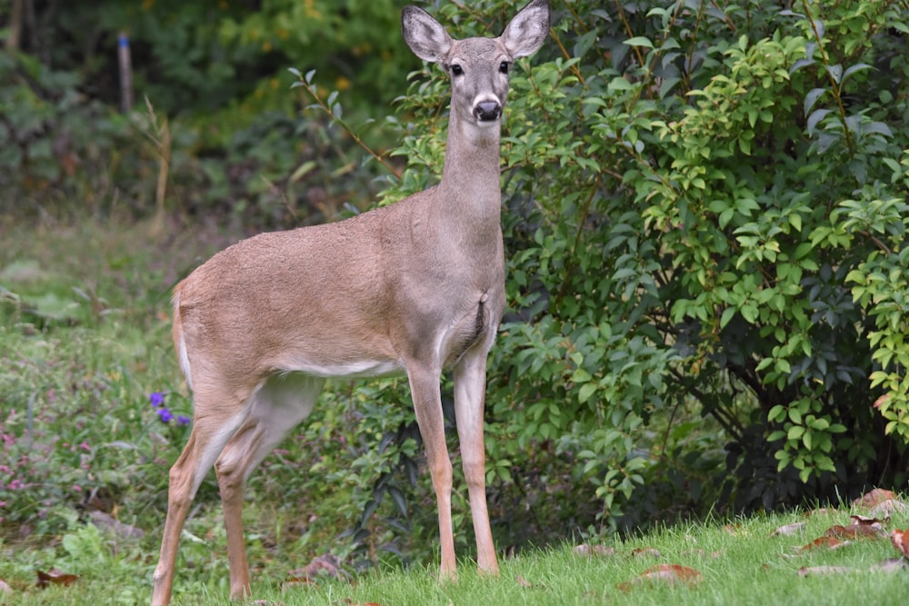 gray deer near plant