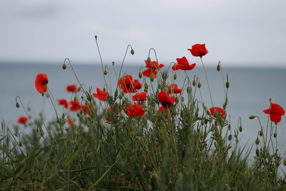 red petaled flowers