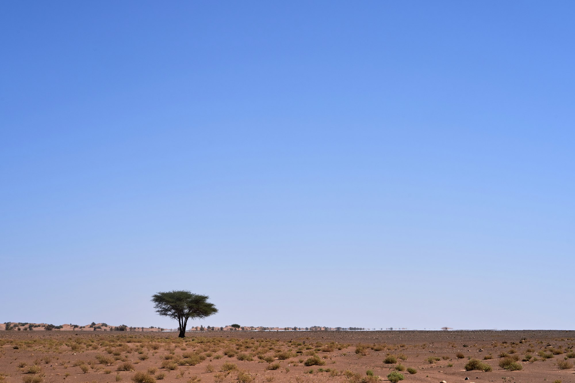 desert do not always mean sand, and ones in a wile there is a tree a bush grass