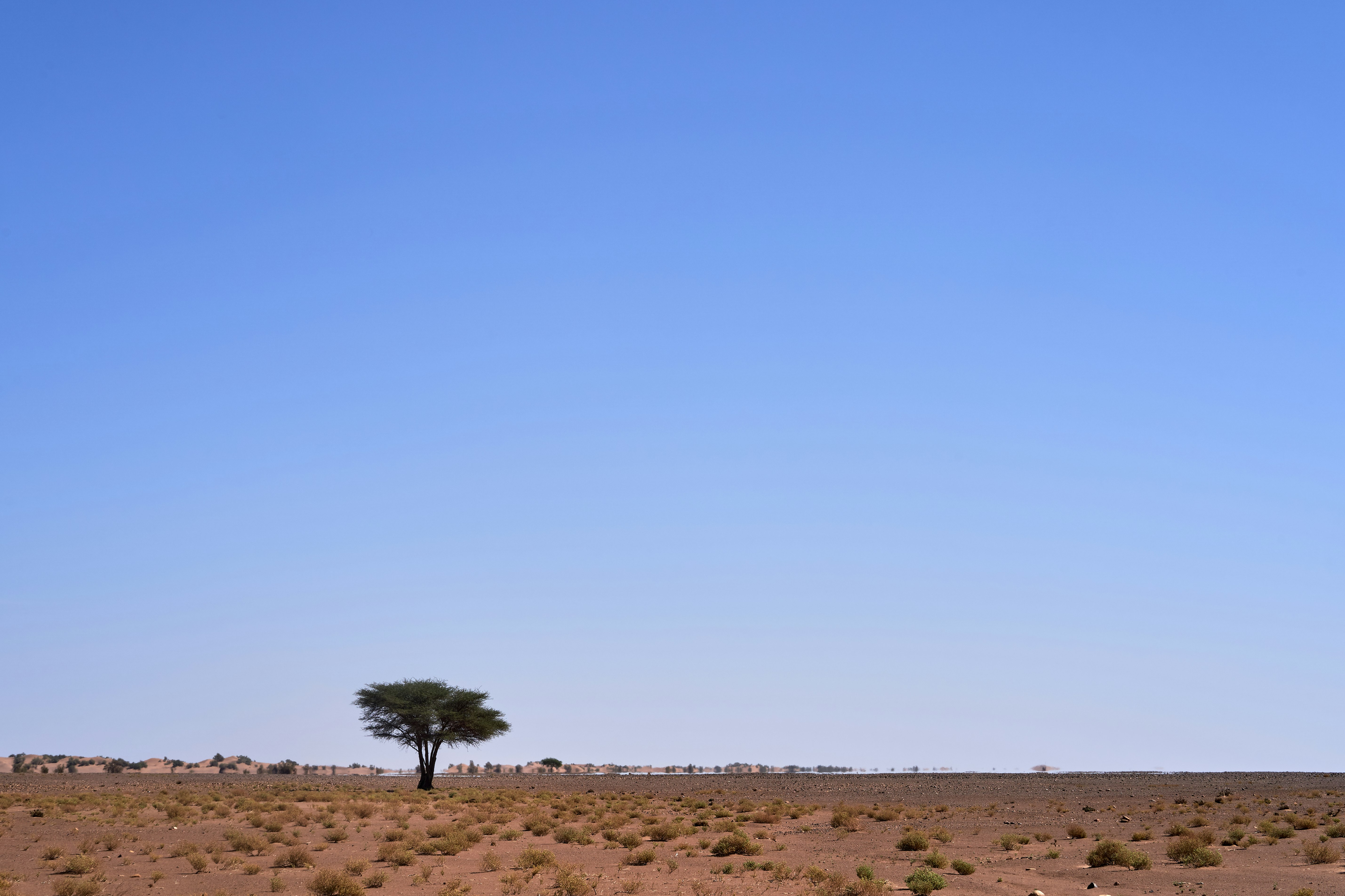 grey tree under blue sky