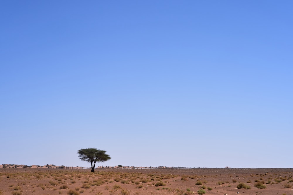 grey tree under blue sky