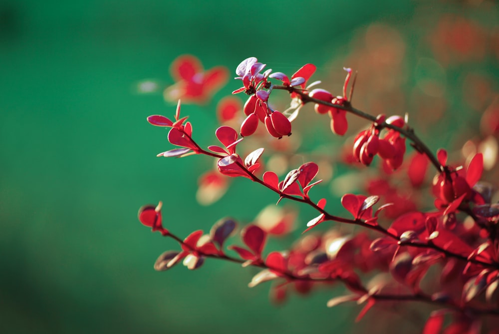 red plants in selective focus photography