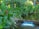 A serene backyard garden with lush greenery and colorful flowers.