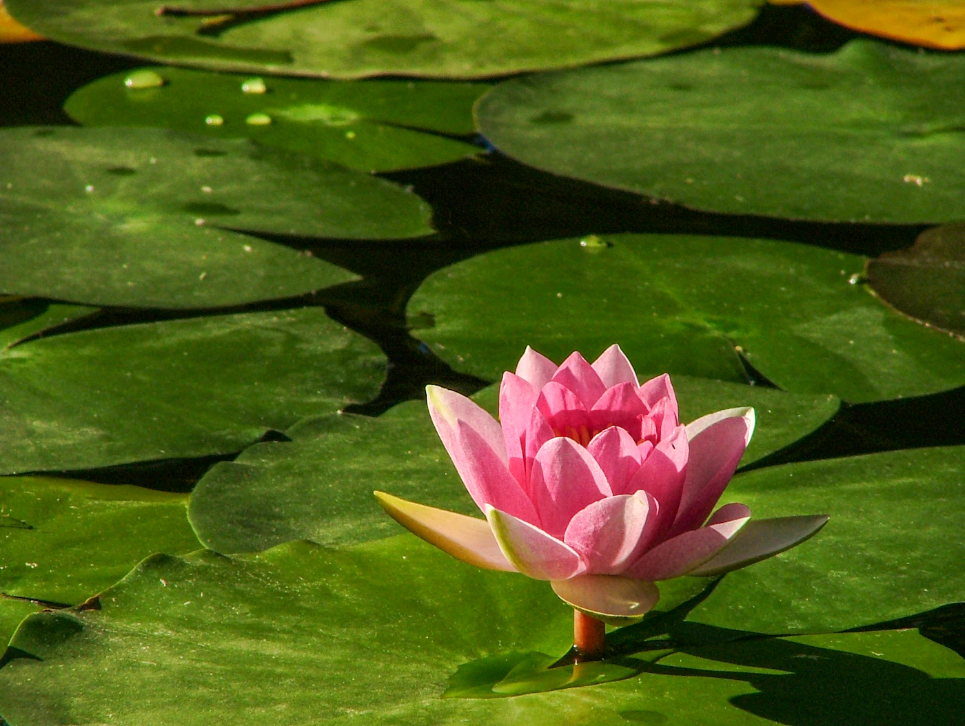 Blooming pink water lily flower on water