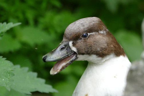 A close-up of a bird’s beak open mid-song against a blurred forest background.