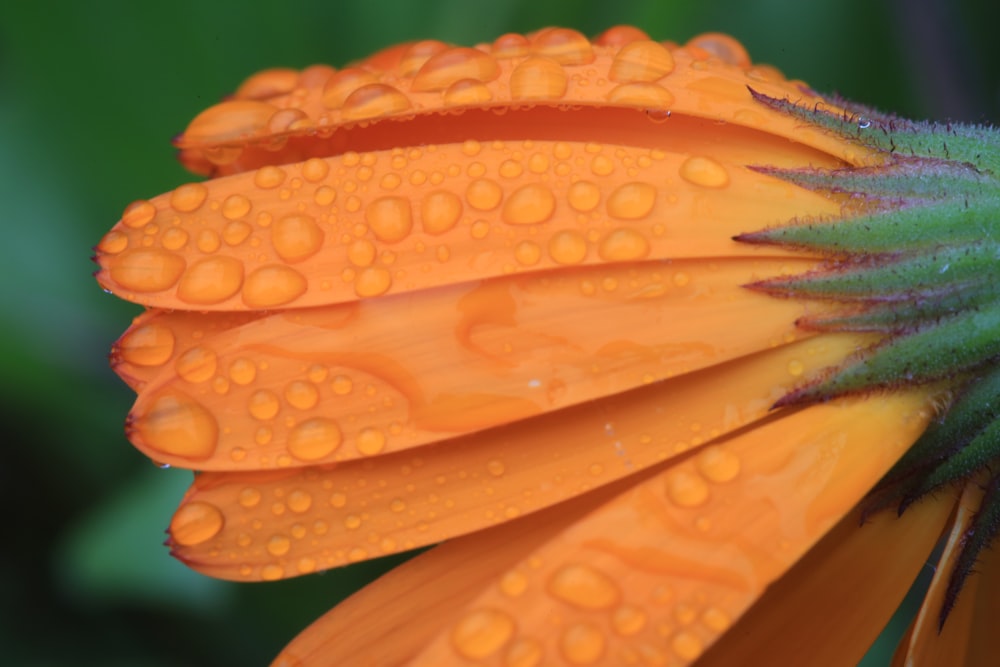 水滴がついたオレンジ色の花