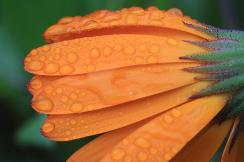 an orange flower with water droplets on it