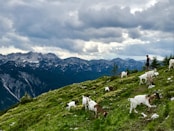 white goats on green grass