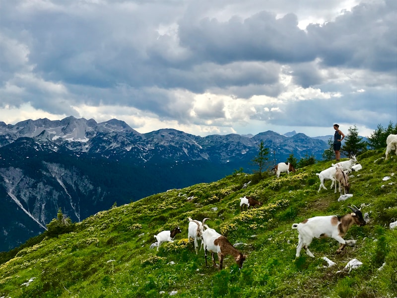 Cerkno