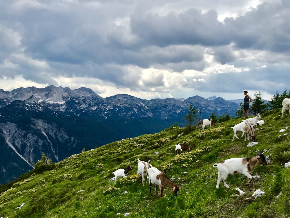 white goats on green grass