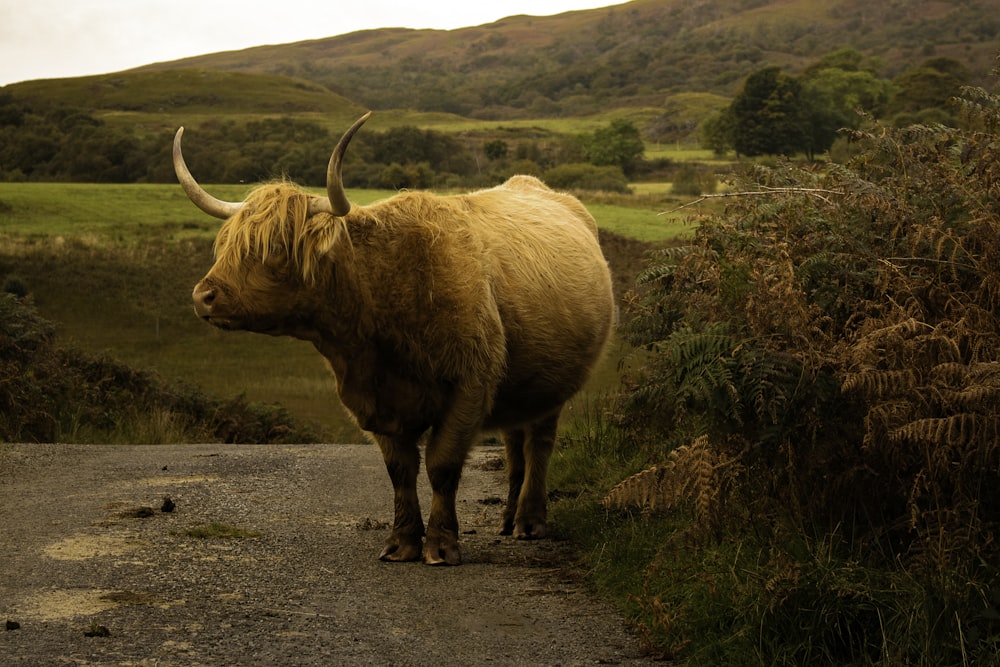 brown bison near plant