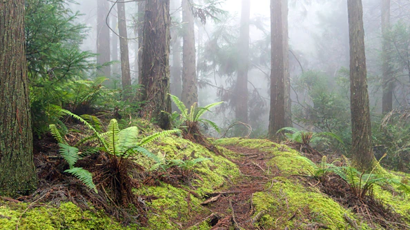 landscape photography of forest with fogs