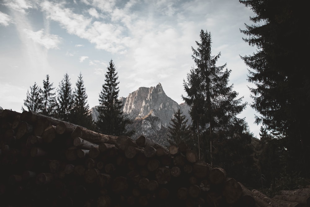 silhouette photography of pine trees