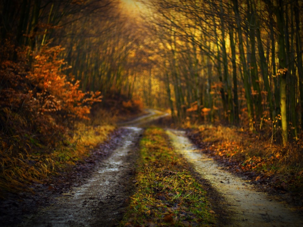 tree tunnel