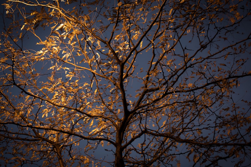 brown leafy tree