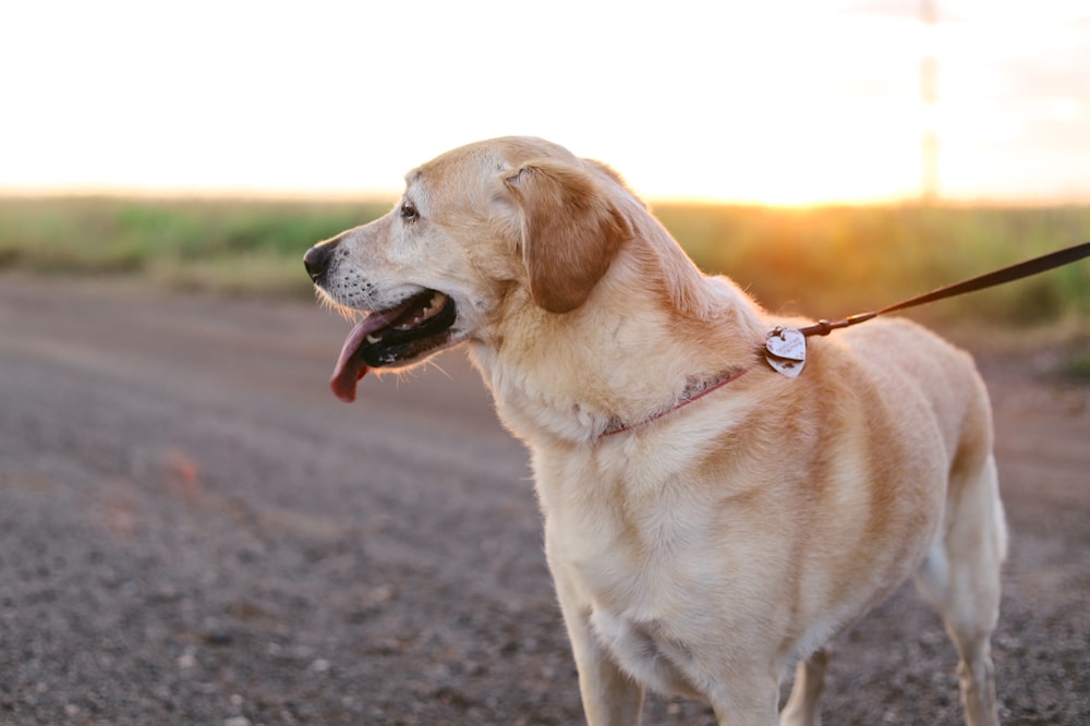 yellow Labrador Retriever standing on ground at daytime