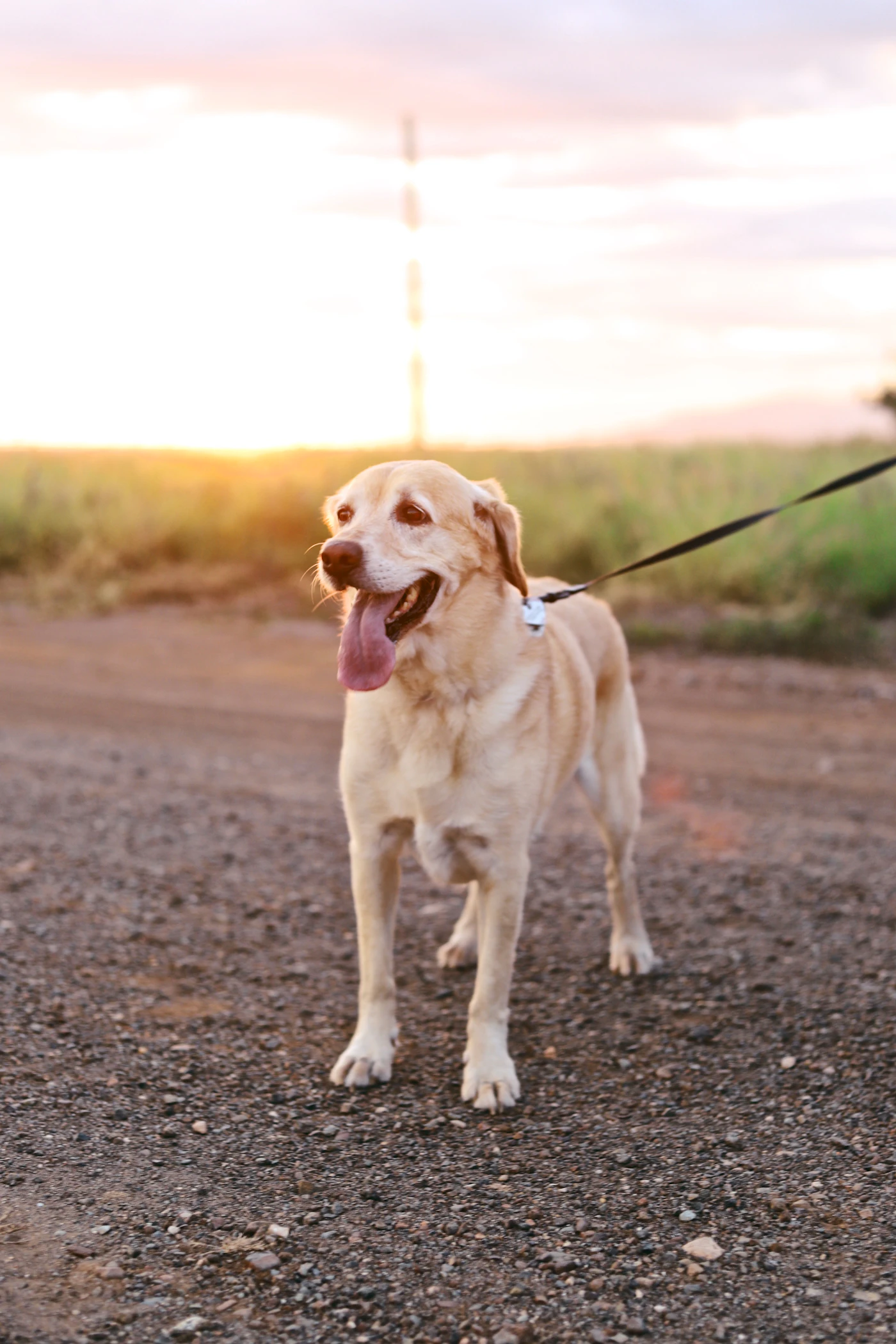 A steady working dog moving forward on a leash along an open outdoor path, its handler guiding from just out of frame